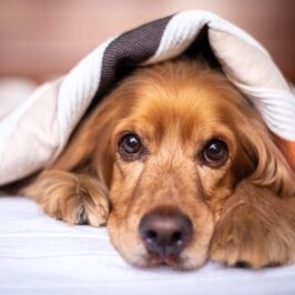 Luto por animal de estimação